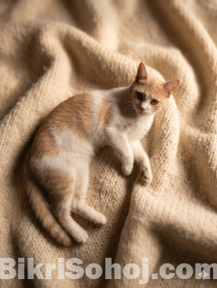 Persian Cat